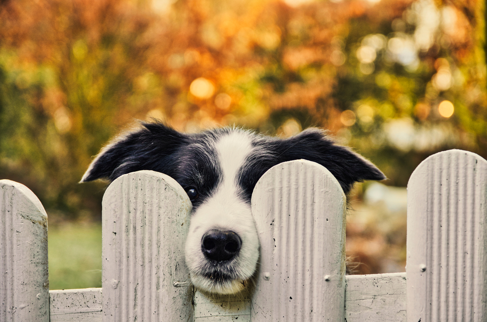 La clôture anti-fugue pour chien