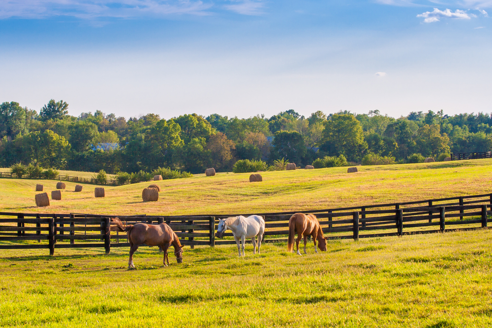 sécurité le pré de ses chevaux